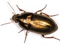 Amara aenea